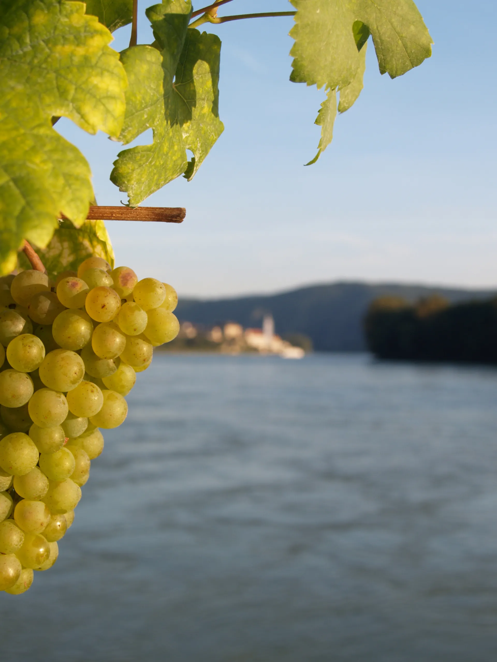 Vineyard in Dürnstein with Danube views – wine and wellness in the Wachau